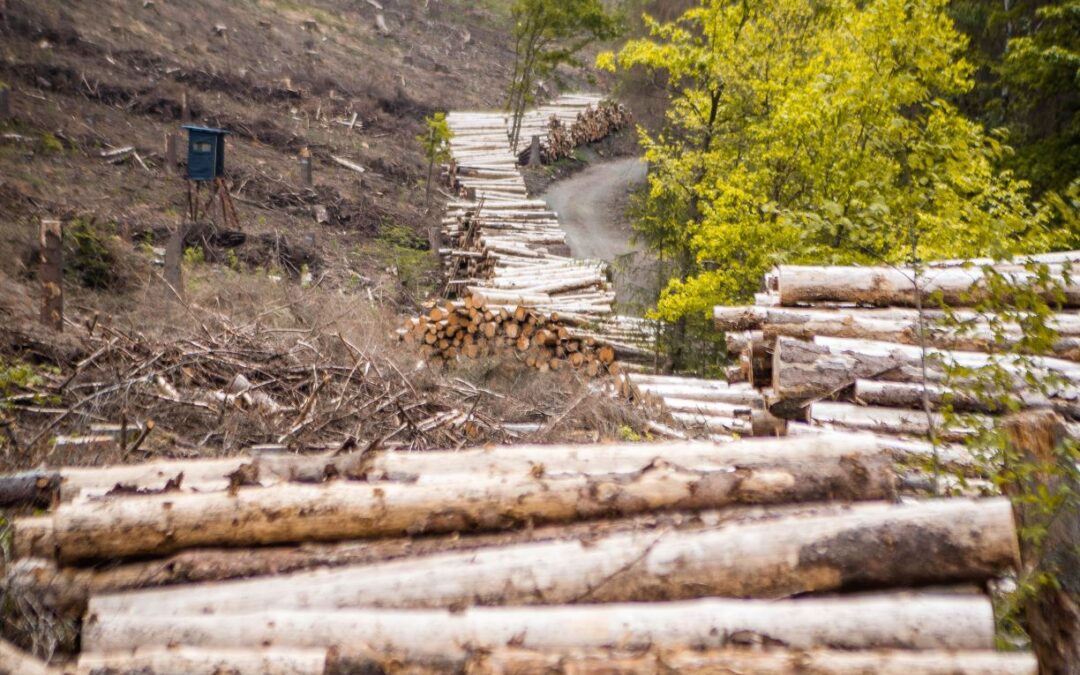 Deforestation: The Biggest Issue in the Furniture Industry